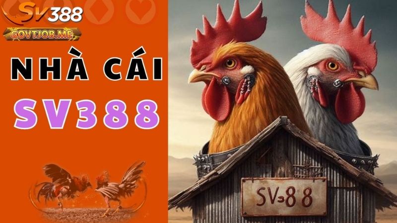 Đá gà cựa dao Sv388 - Khám phá trận đấu gay cấn nhất 3 Đá gà cựa dao Sv388
