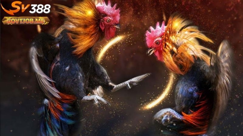 Đá gà cựa sắt Sv388 - Hướng dẫn cược chi tiết cho người mới 2 Đá gà cựa sắt Sv388