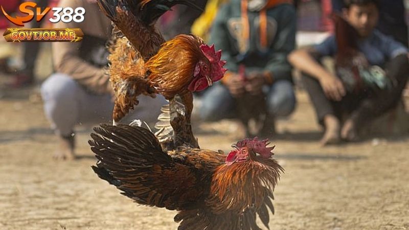 Đá gà thomo Sv388