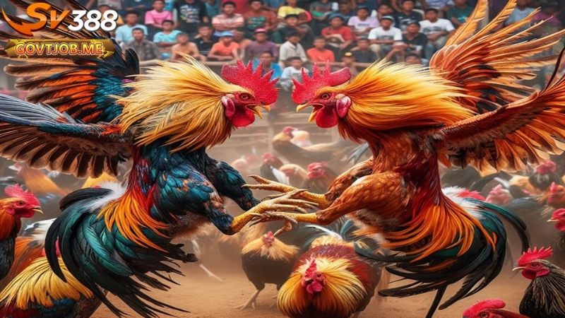 Đá gà tre Sv388 - Giải trí đỉnh cao cùng nhà cái hàng đầu 2 Đá gà tre Sv388