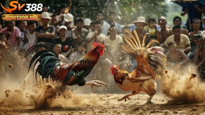 chiến kê là gì