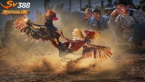 chiến kê là gì