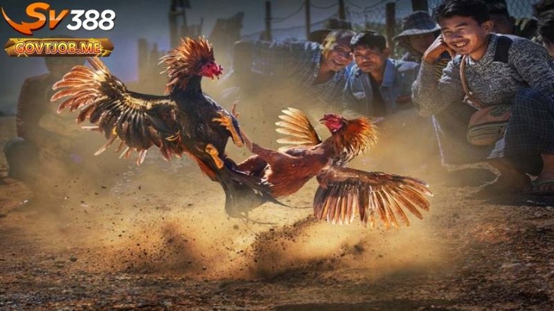 chiến kê là gì